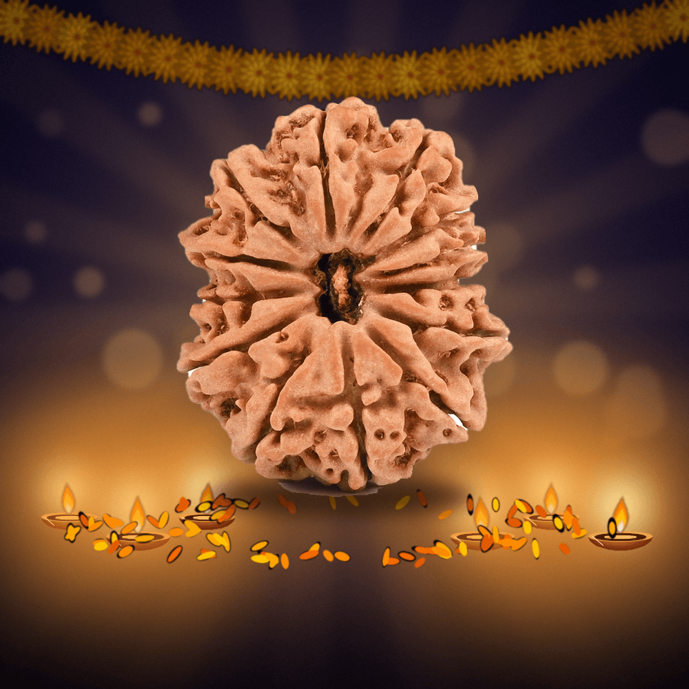 13 Mukhi Nepal Rudraksha Super Collector 28mm