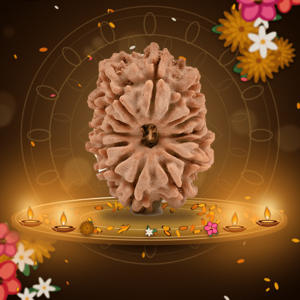 14 Mukhi Nepal Rudraksha Small 20mm