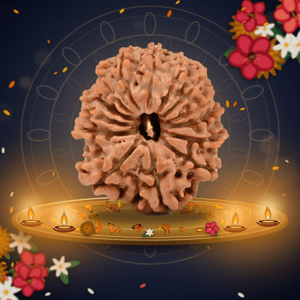 14 Mukhi Nepal Rudraksha Small 22mm