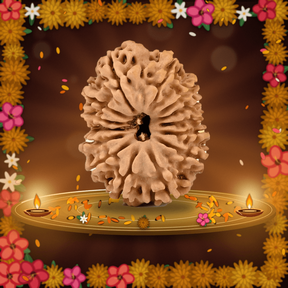 14 Mukhi Nepal Rudraksha Regular 24mm