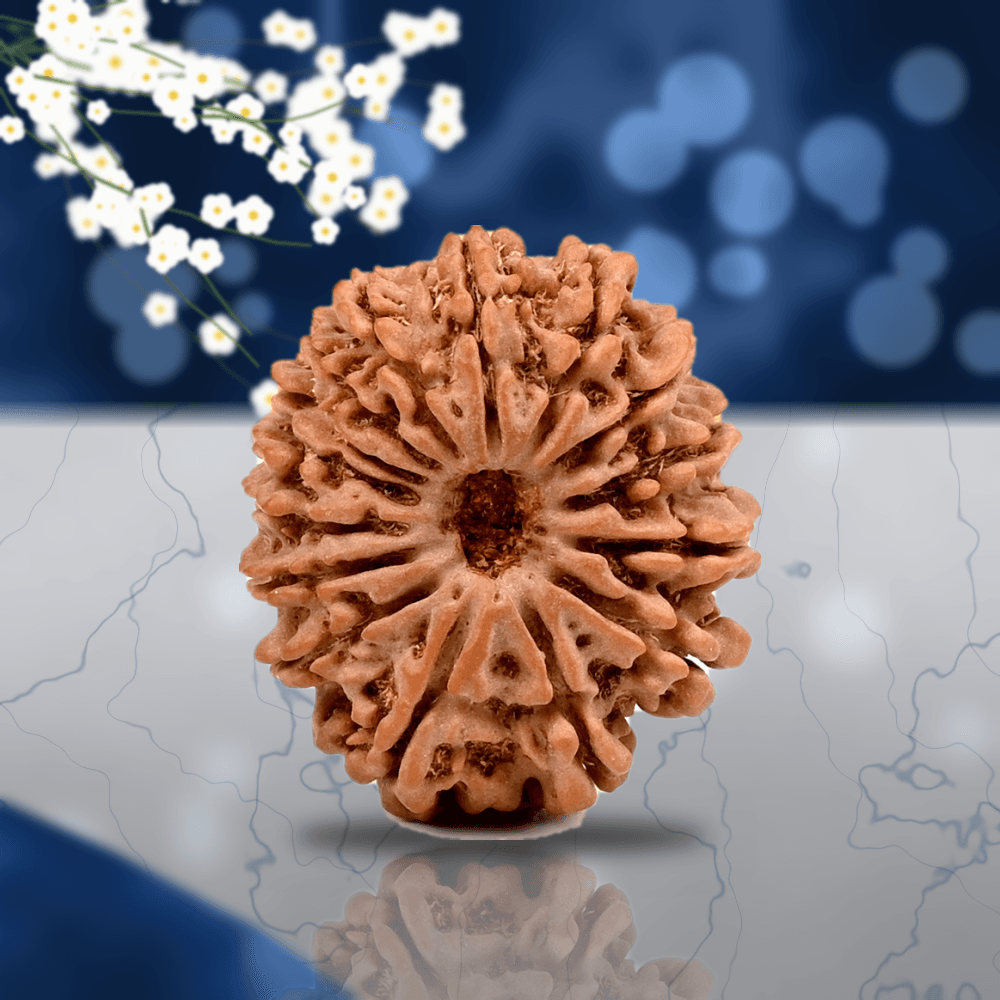 15 Mukhi Nepal Rudraksha Small 21mm