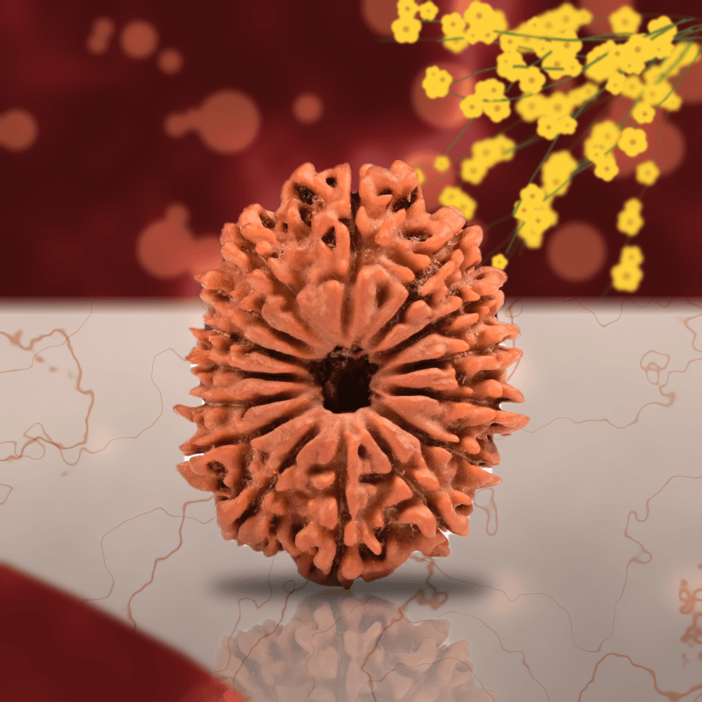 15 Mukhi Nepal Rudraksha Regular 24mm