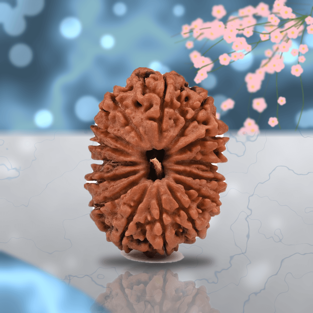 15 Mukhi Nepal Rudraksha Regular 25mm