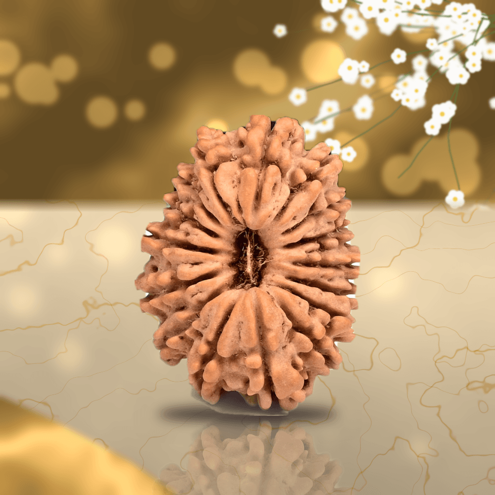 16 Mukhi Nepal Rudraksha Large 27mm