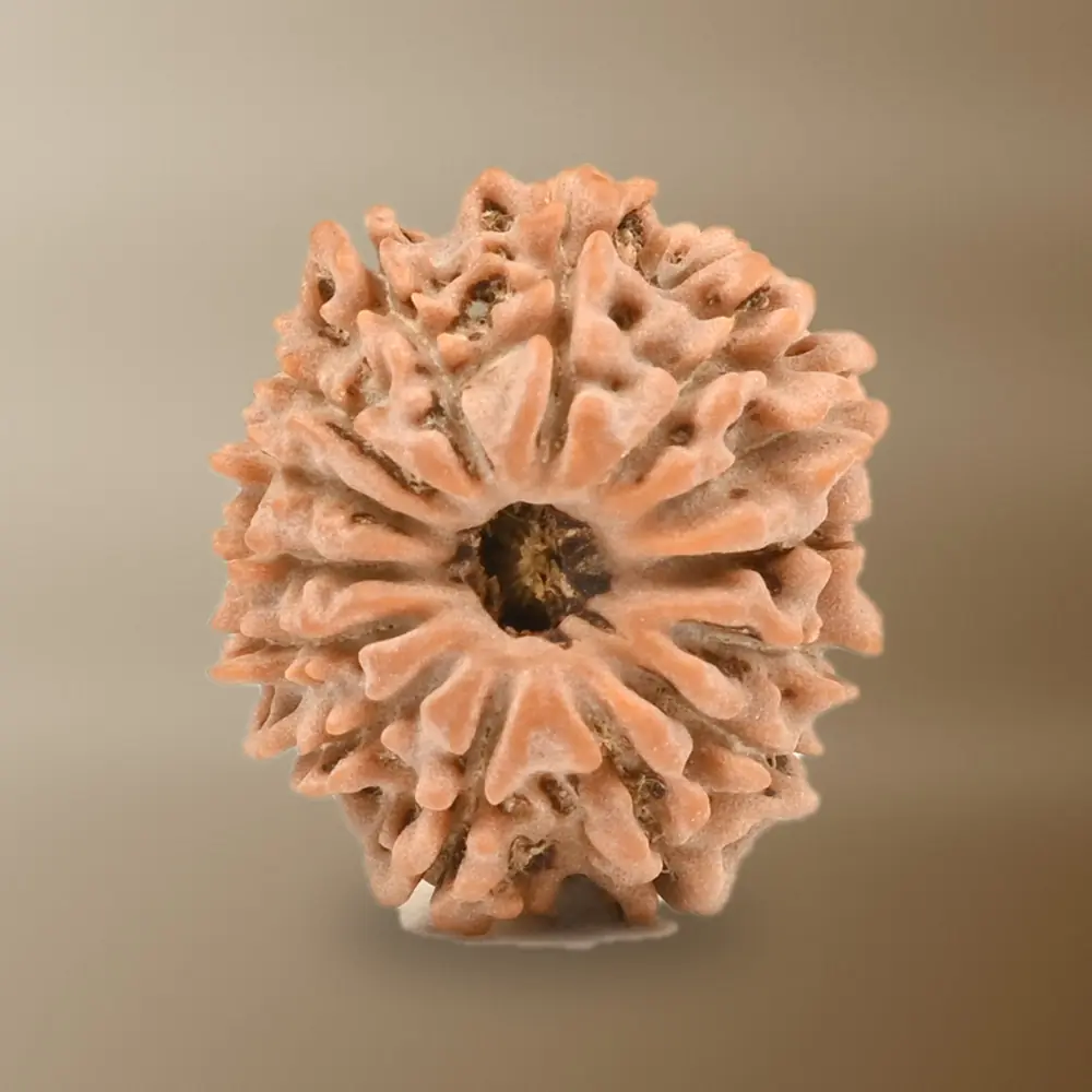 14 Mukhi Nepal Rudraksha