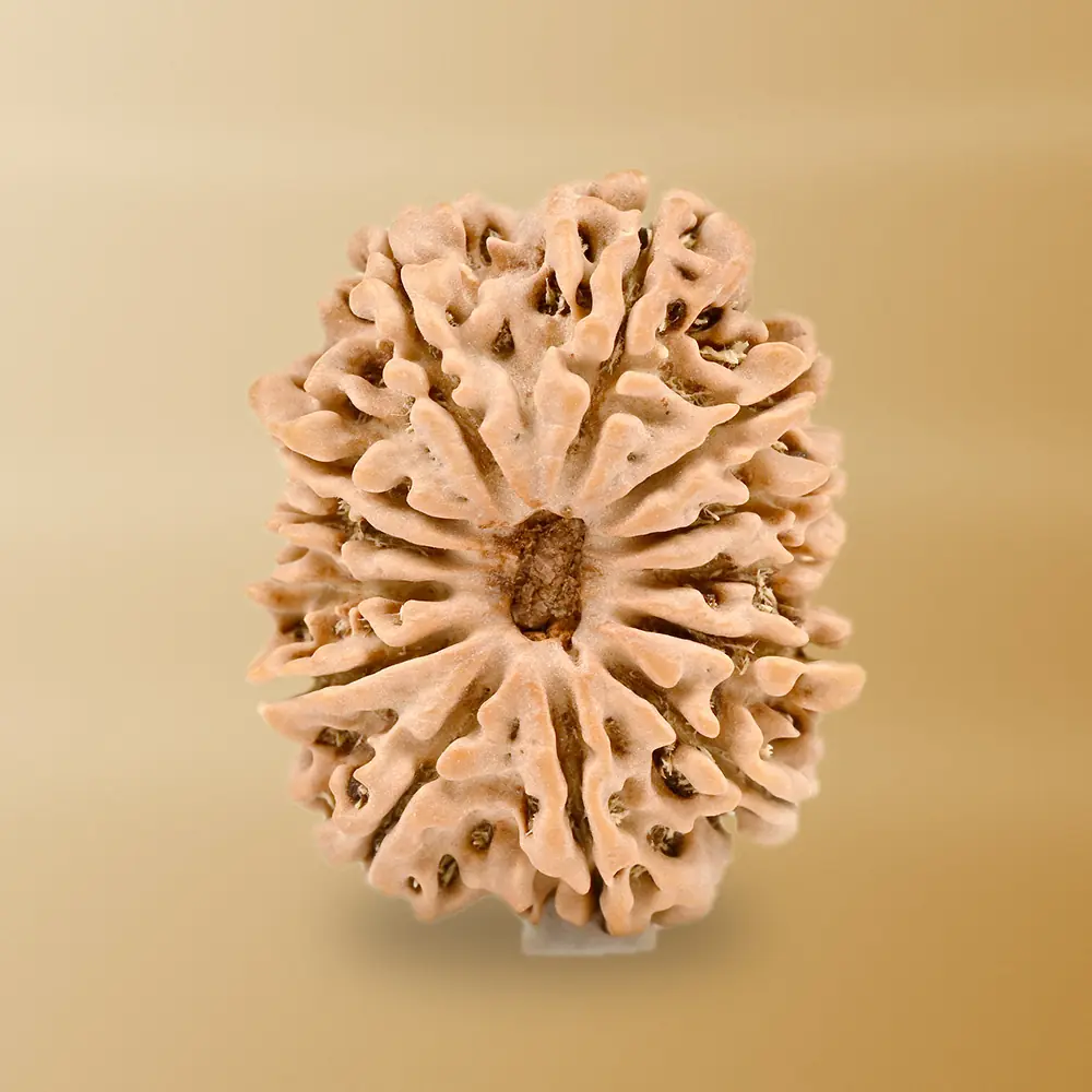13 Mukhi Rudraksha