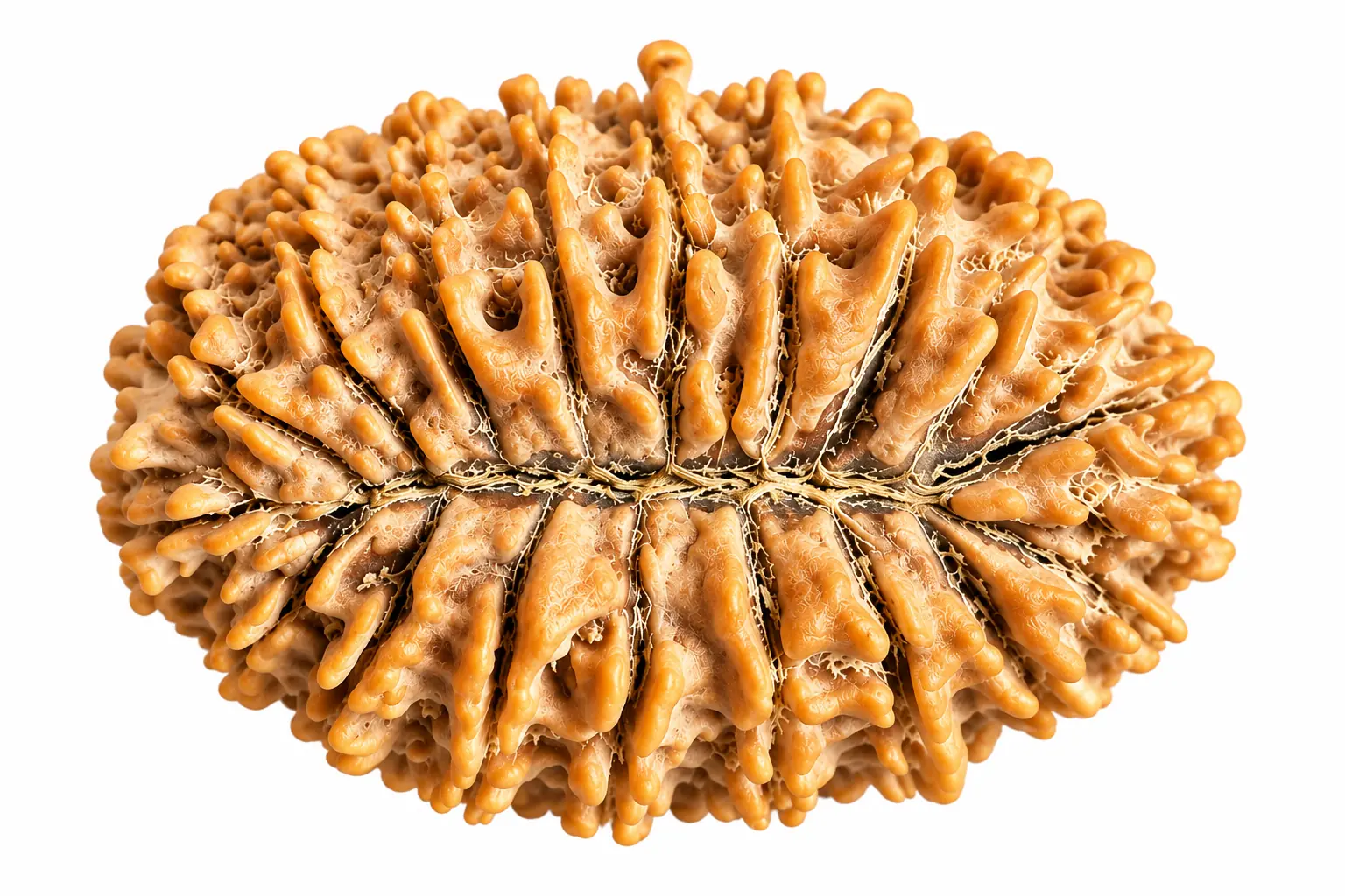 20 Mukhi Nepal