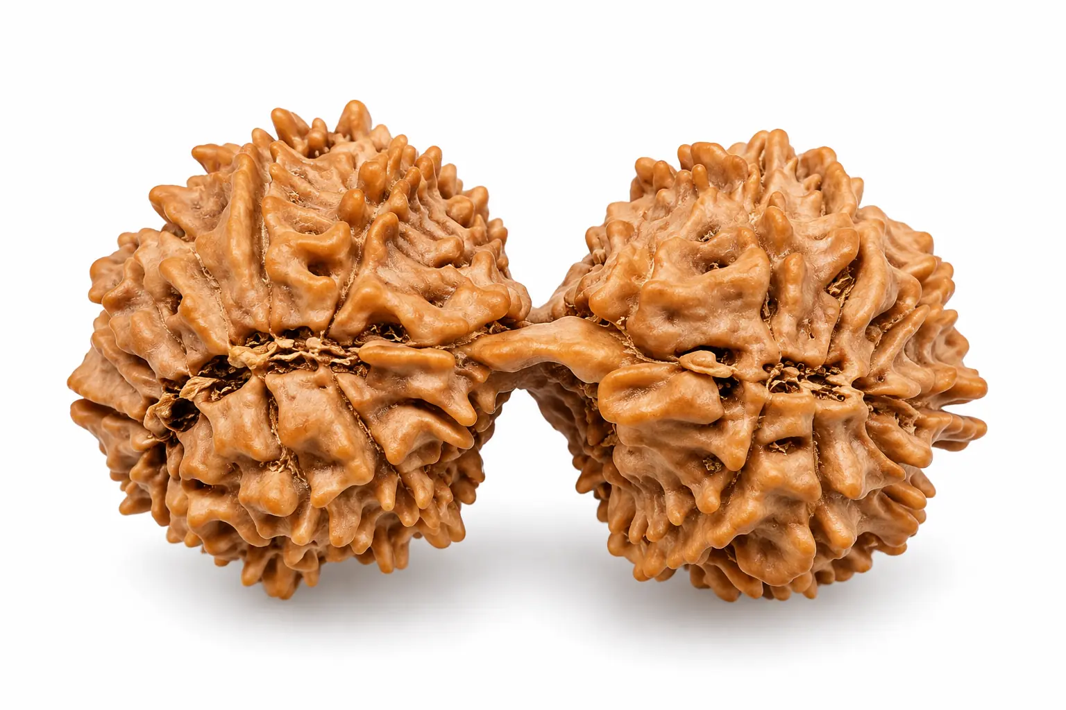 21 Mukhi Nepal