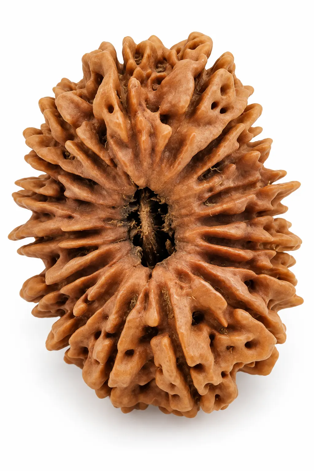 17 Mukhi Nepal