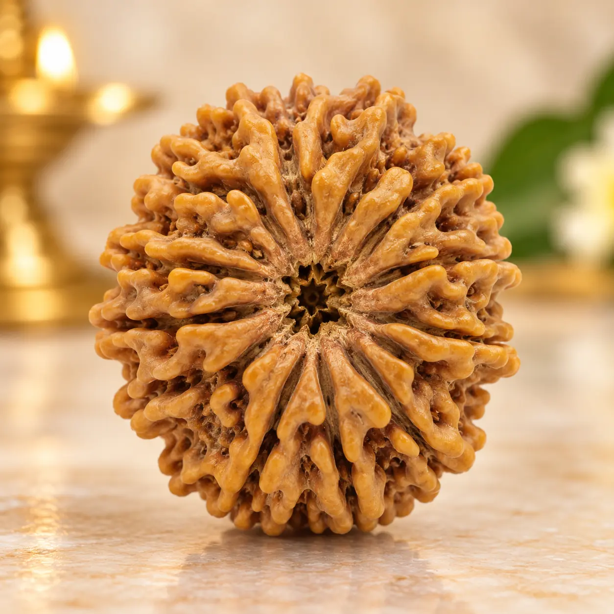 14 Mukhi Rudraksha Natural