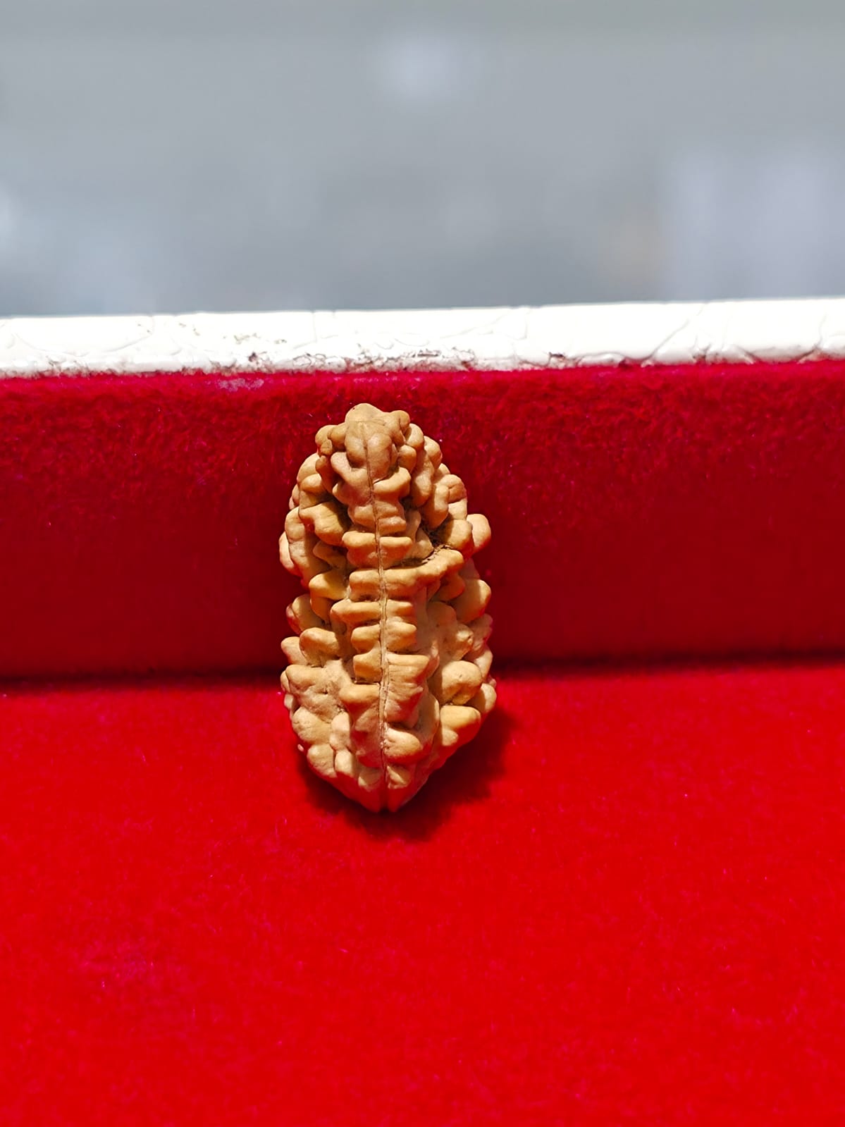 1 Mukhi Half Moon Large