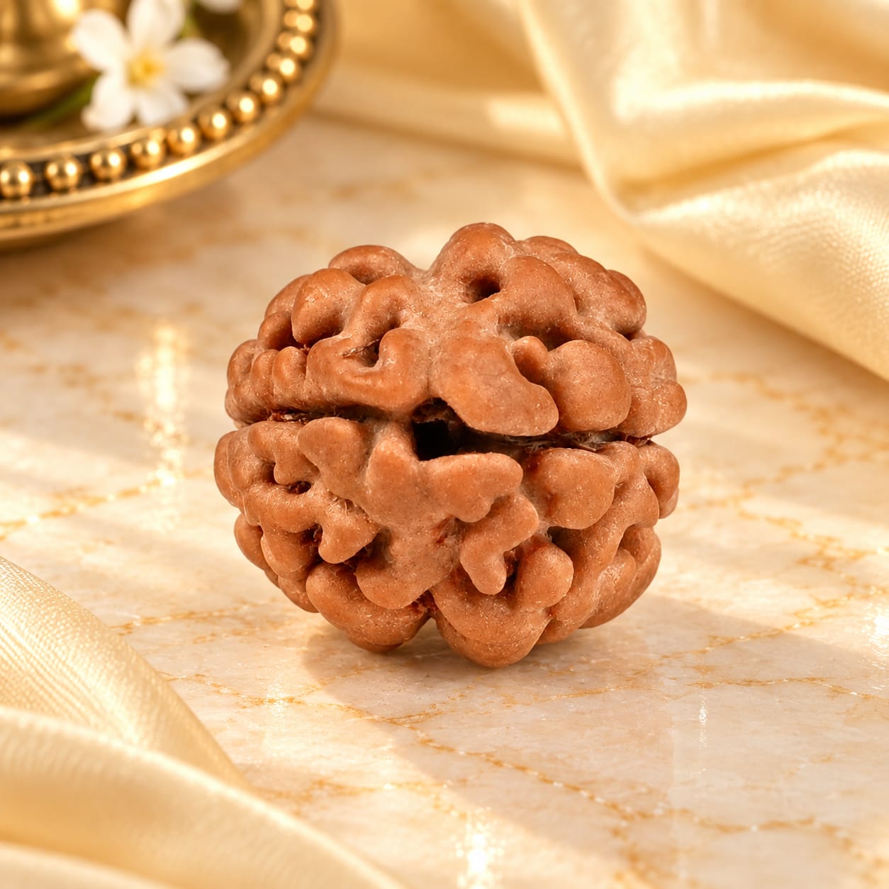 Rare 2 Mukhi from Nepal Small - 1