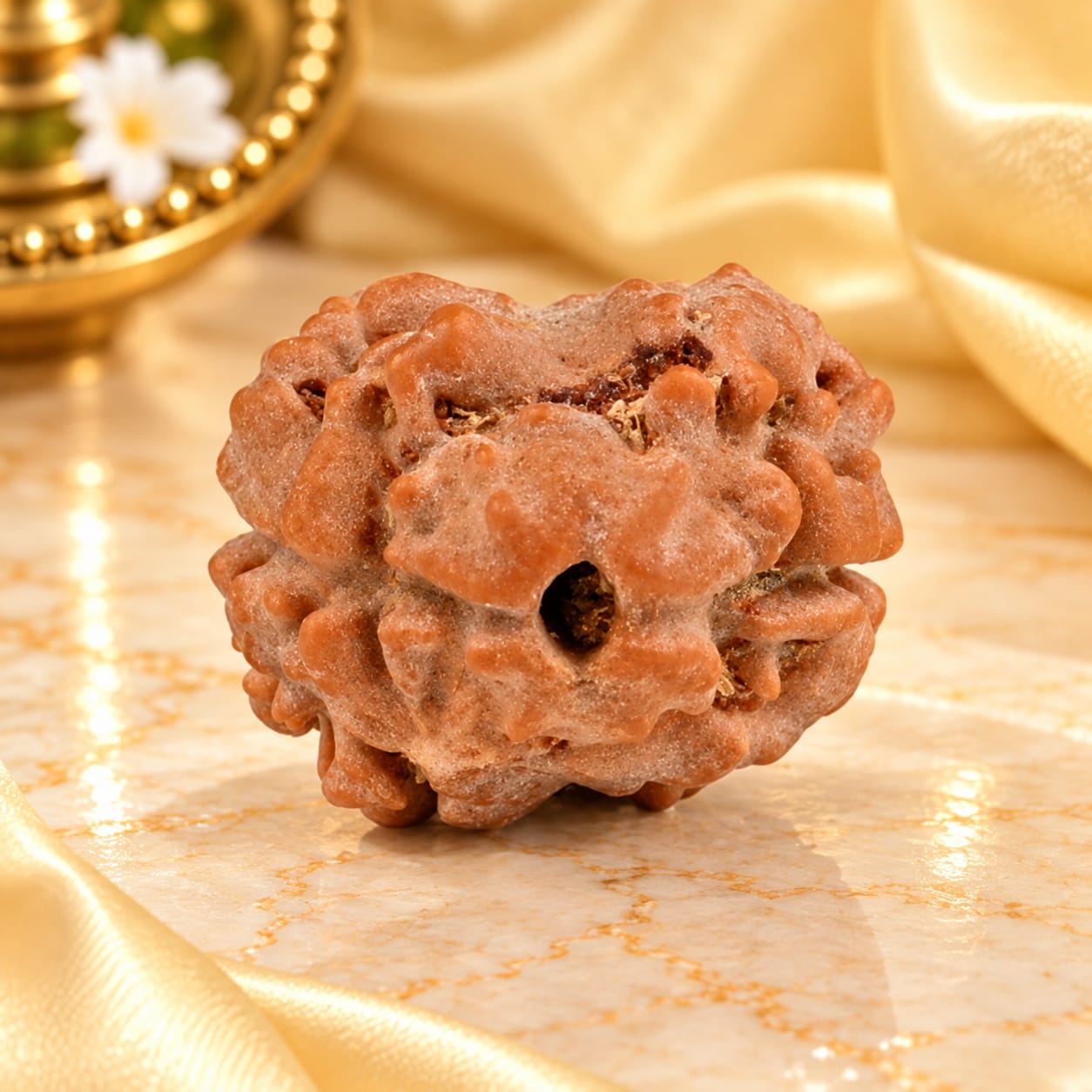Rare 2 Mukhi from Nepal Small - 2