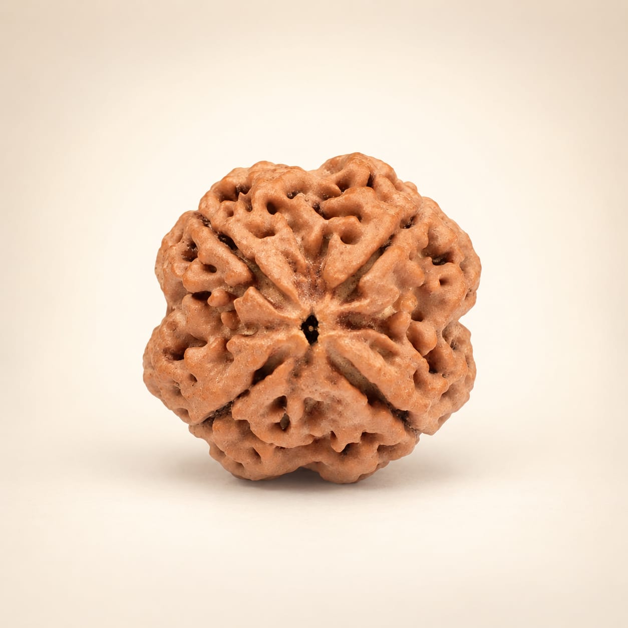 Collector 4 Mukhi from Nepal - 26mm