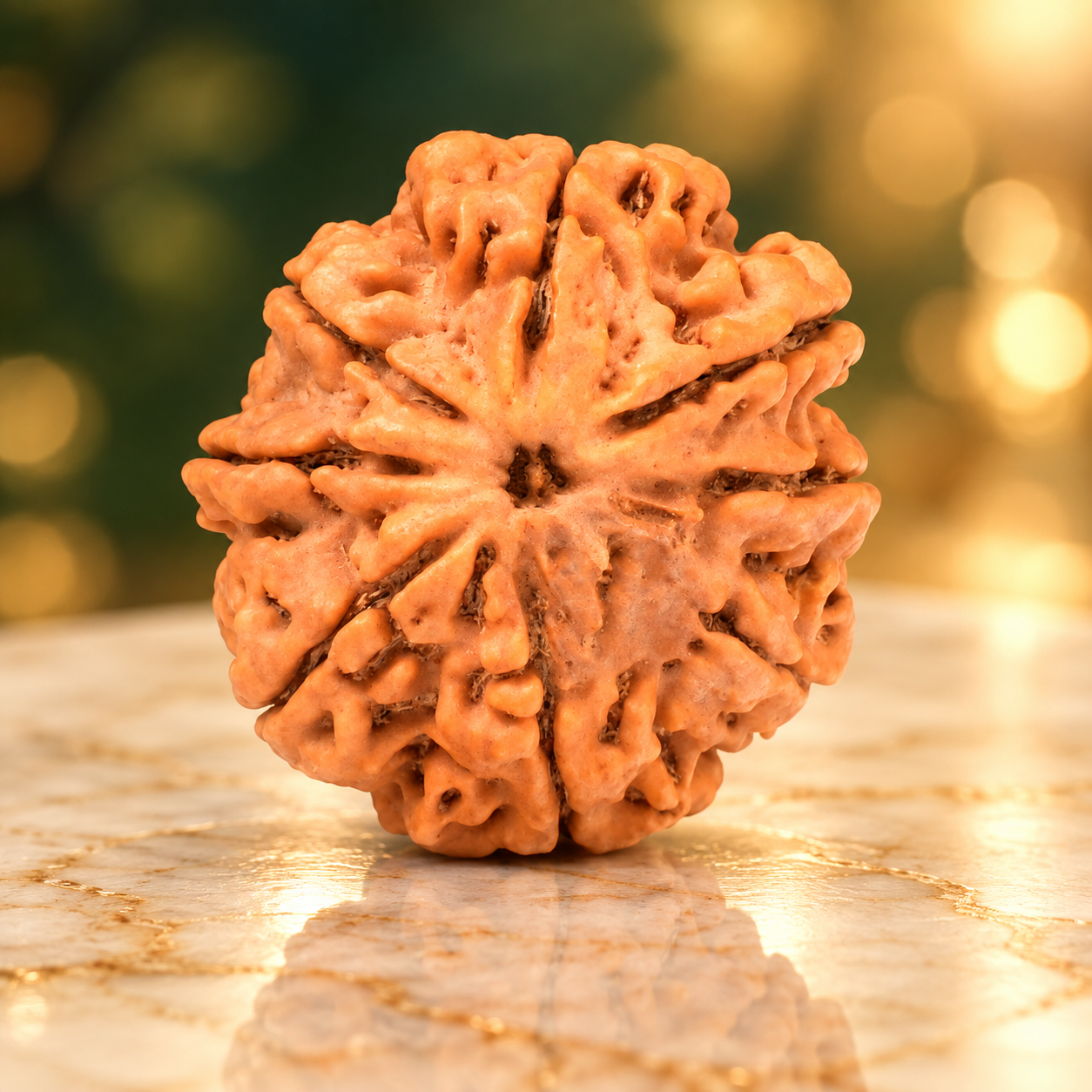 8 Mukhi from Nepal Regular - 23 mm