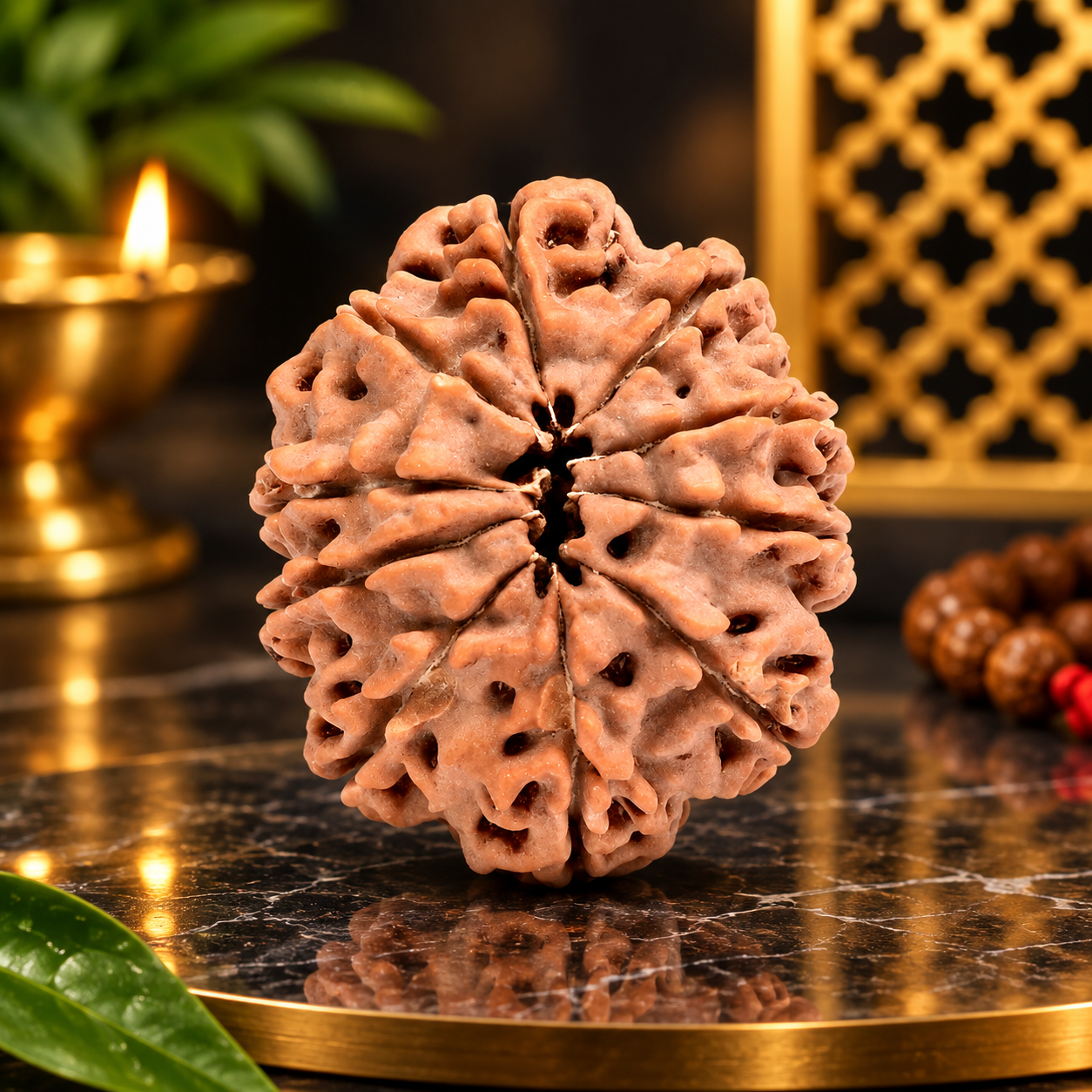 10 Mukhi from Nepal Regular - 25 mm