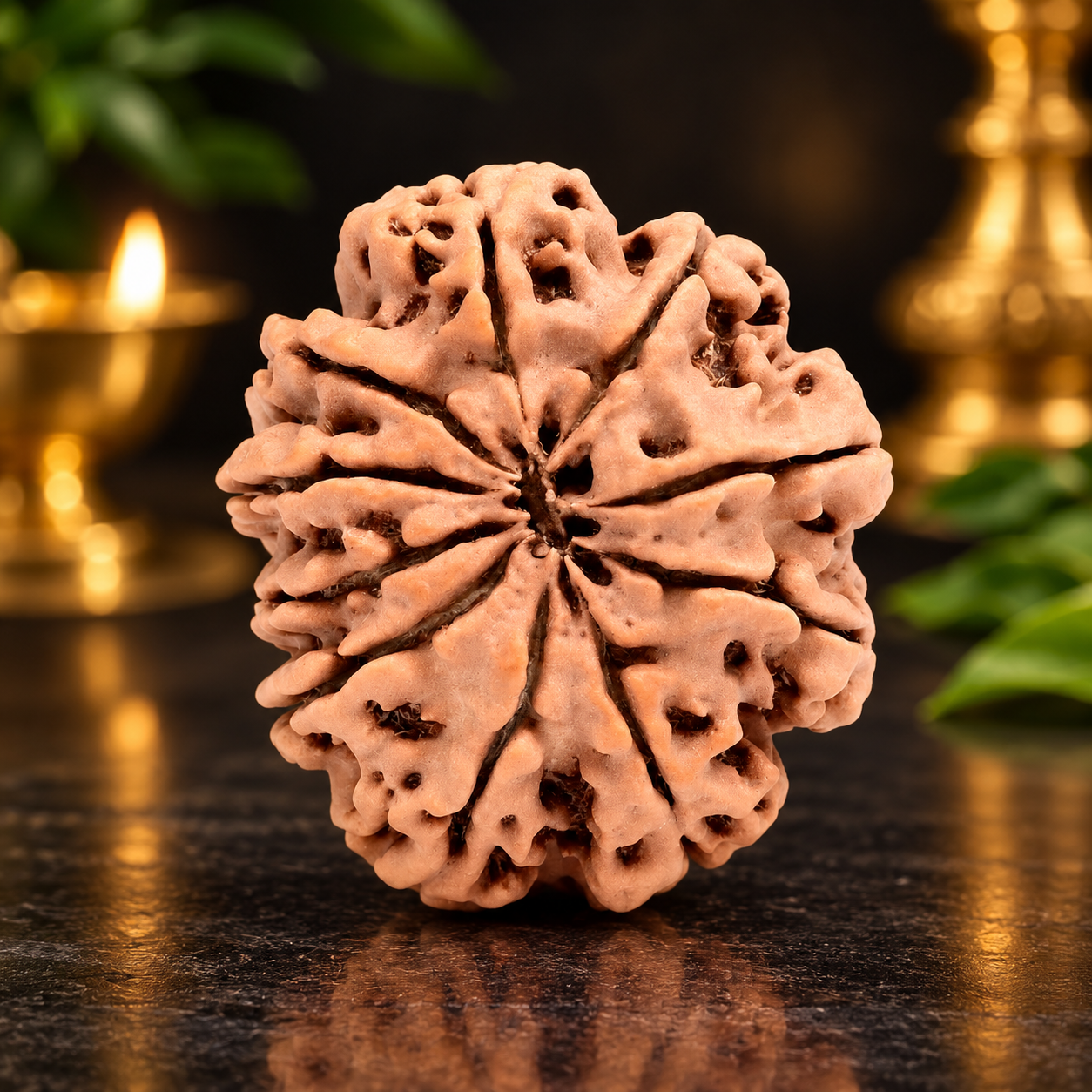 10 Mukhi from Nepal Regular - 27 mm