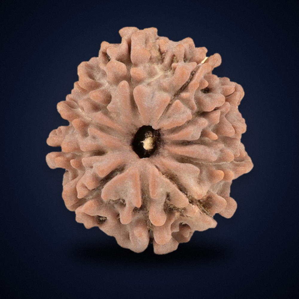 11 Mukhi Nepal Rudraksha Small 18mm