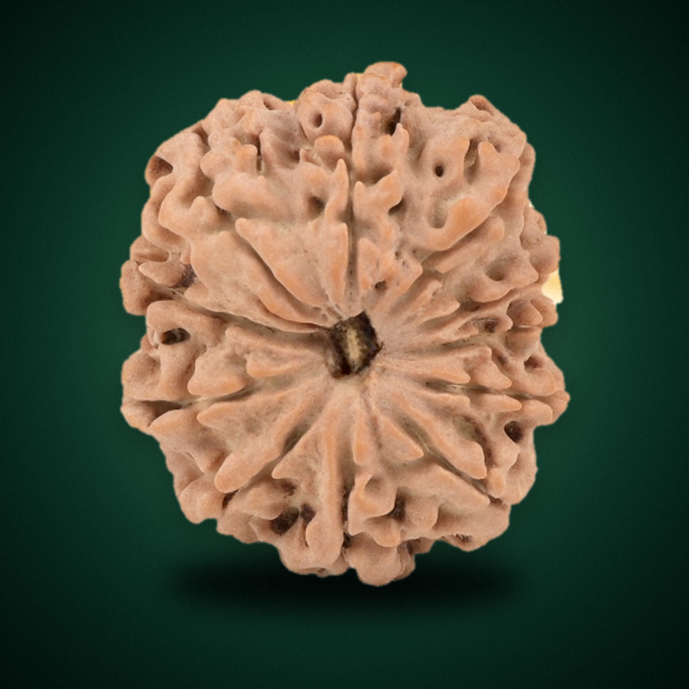 11 Mukhi Nepal Rudraksha Small 19mm