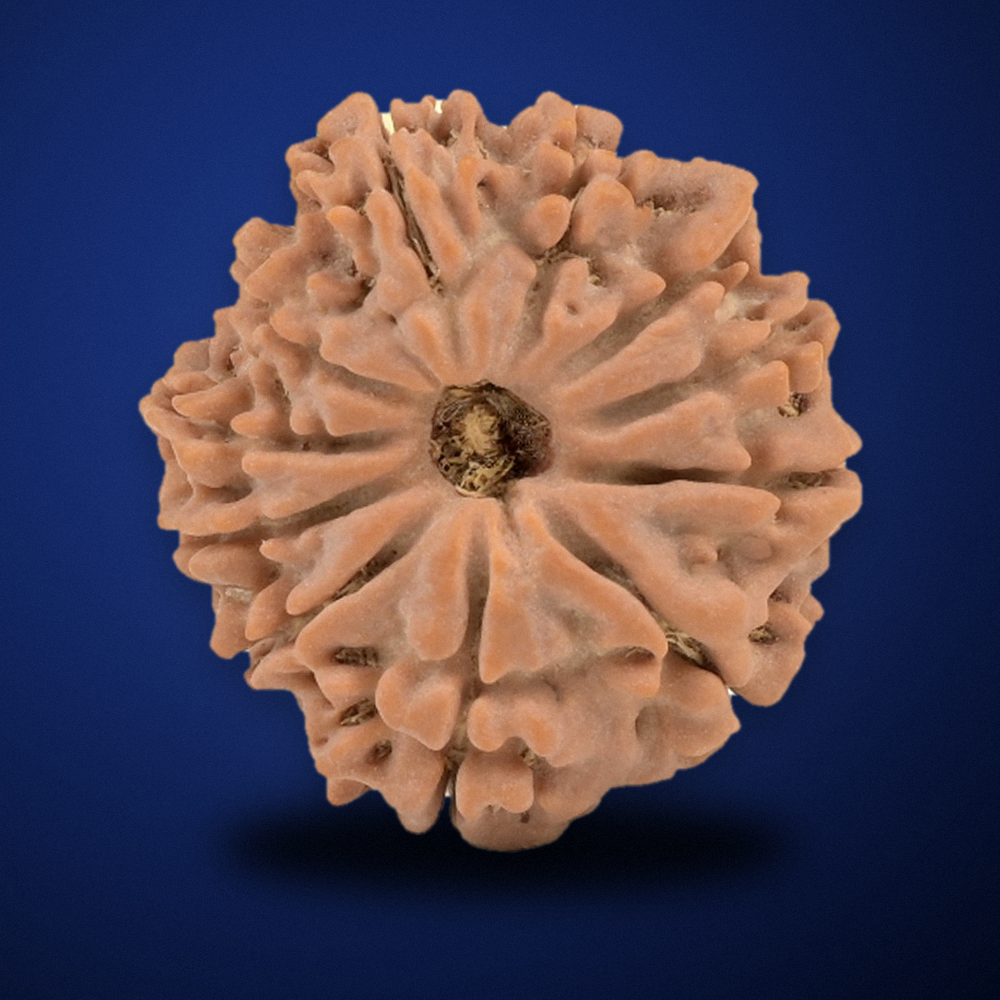 11 Mukhi Nepal Rudraksha Small 21mm