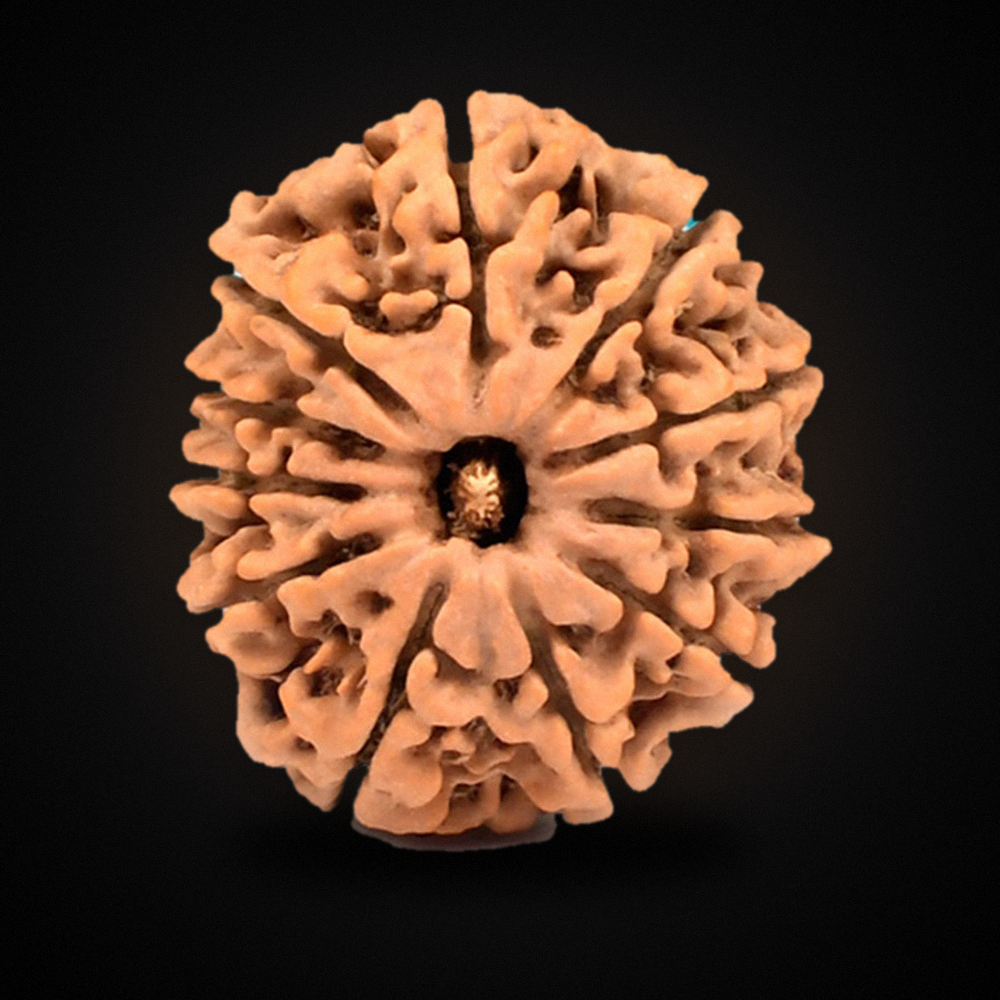 11 Mukhi Nepal Rudraksha Regular 23mm