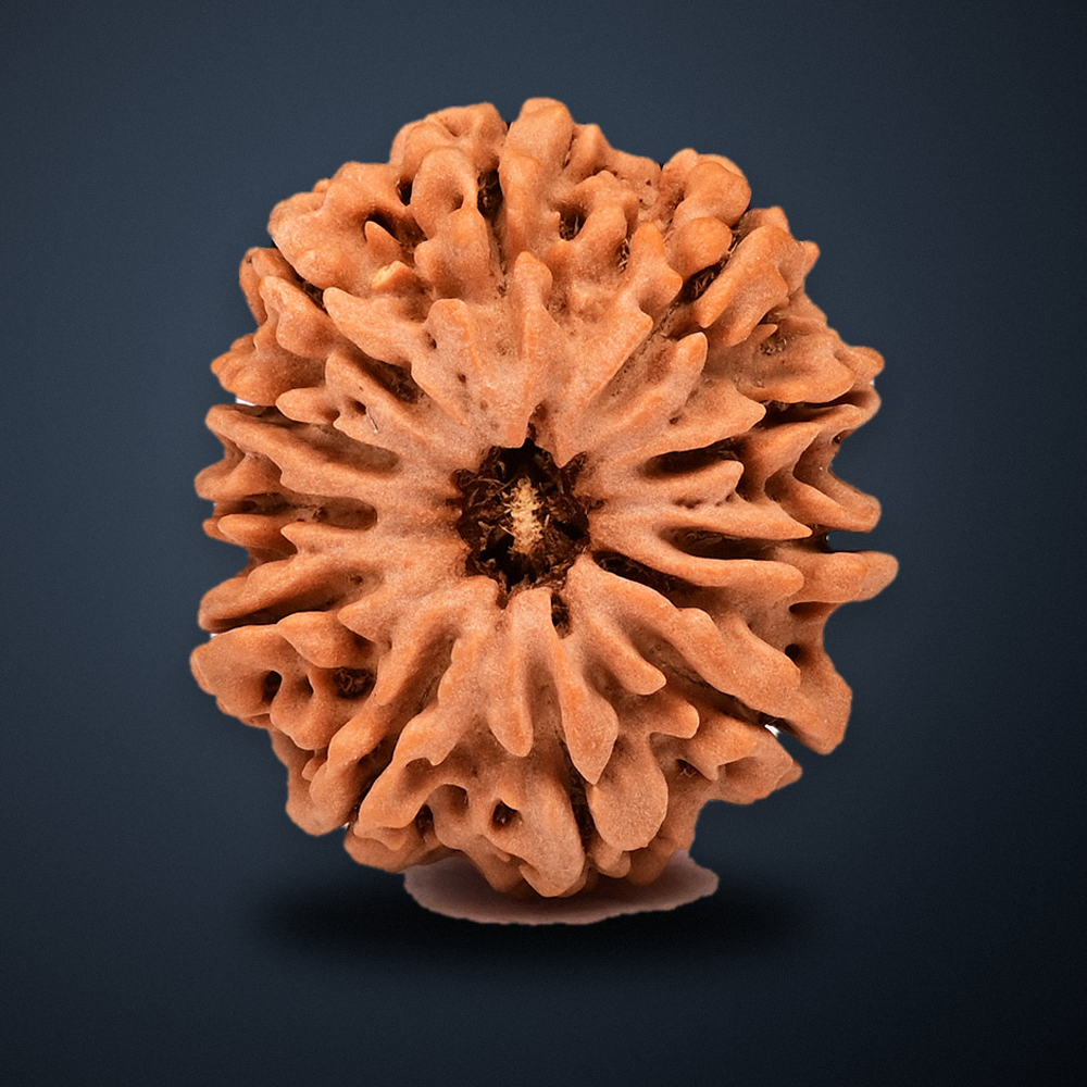 11 Mukhi Nepal Rudraksha Regular 24mm