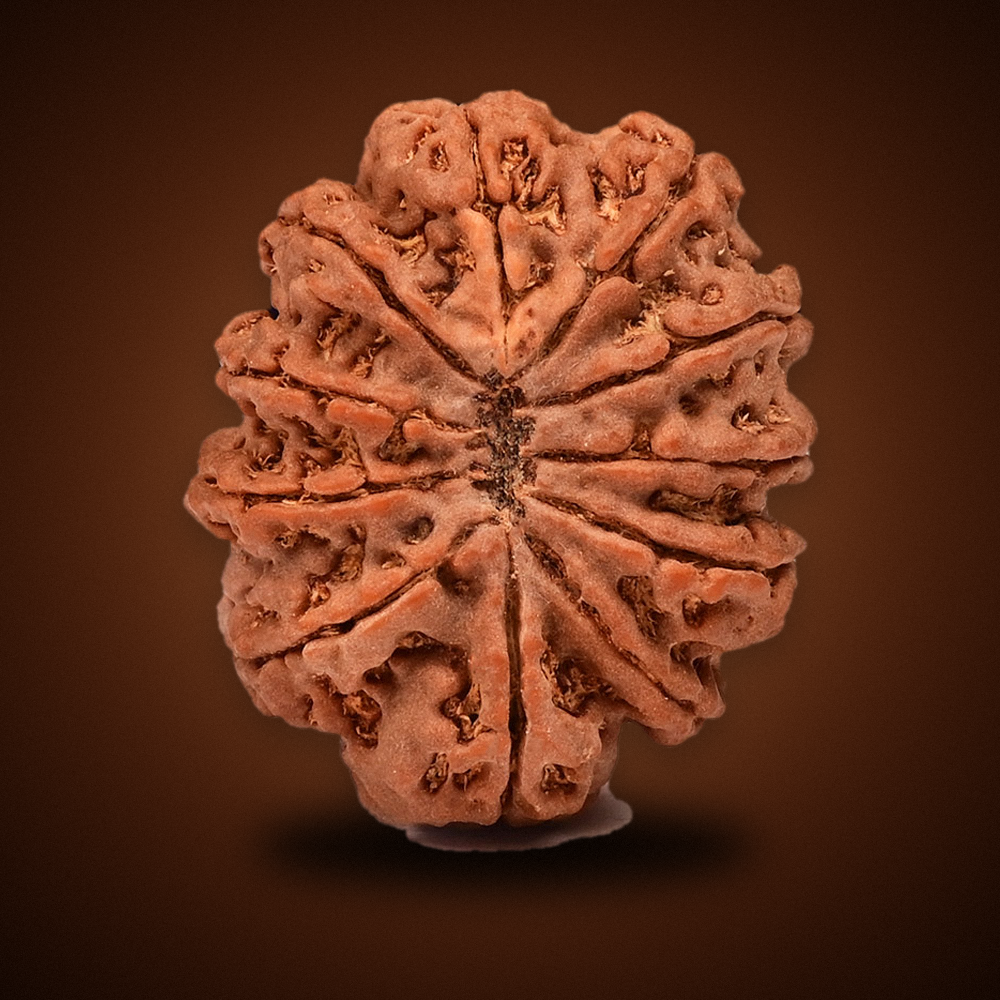 11 Mukhi Nepal Rudraksha Large 26mm