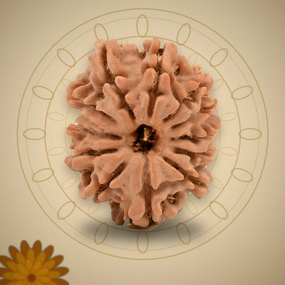 12 Mukhi Nepal Rudraksha Small 21mm