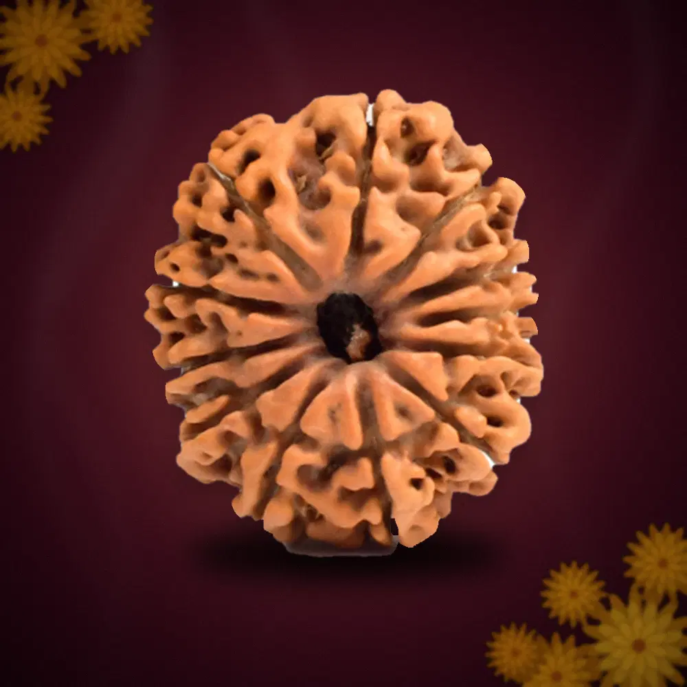 12 Mukhi Nepal Rudraksha Small 22mm