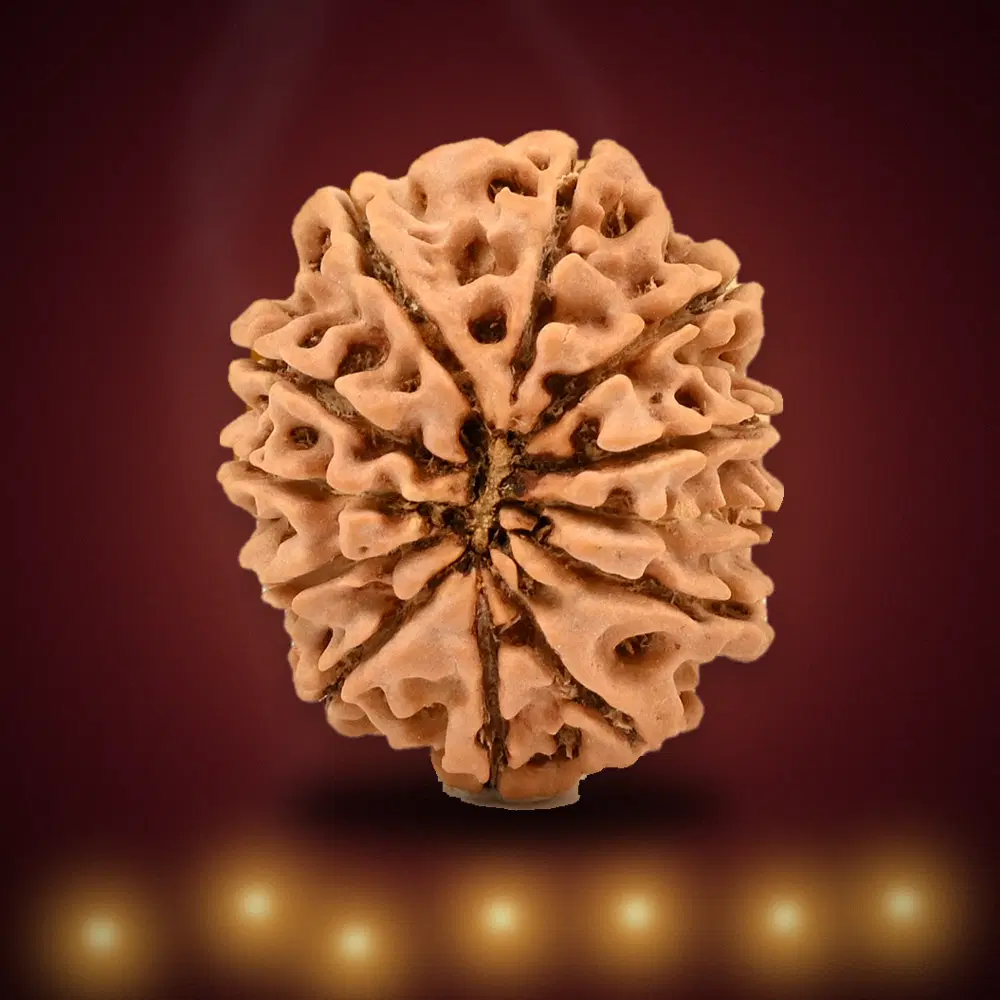 12 Mukhi Nepal Rudraksha Regular 24mm