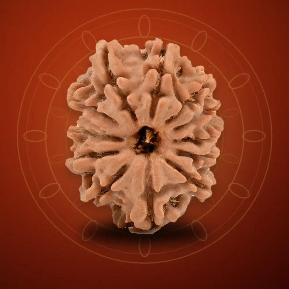 12 Mukhi Nepal Rudraksha Regular 25mm