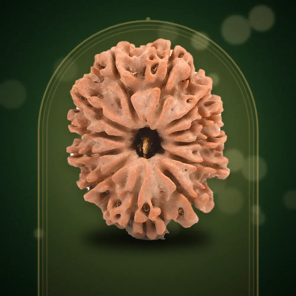 12 Mukhi Nepal Rudraksha Large 26mm