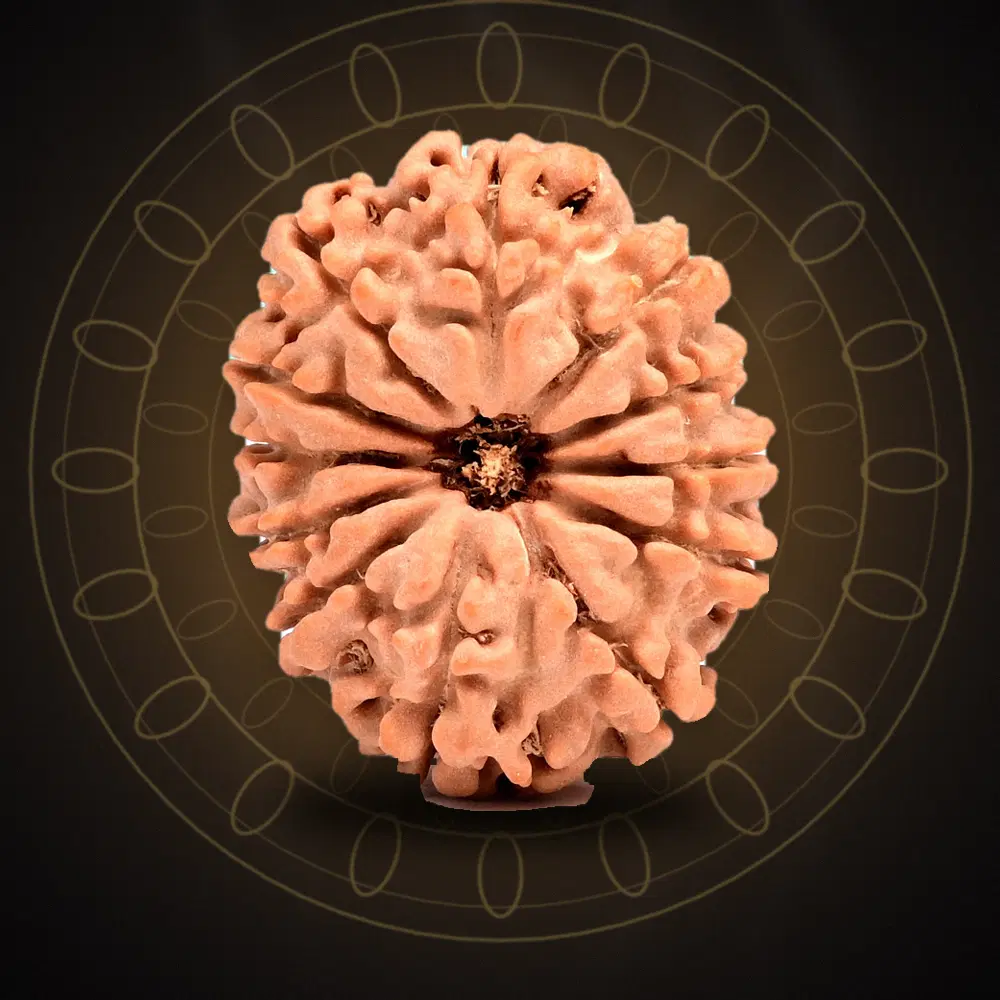 12 Mukhi Nepal Rudraksha Large 27mm