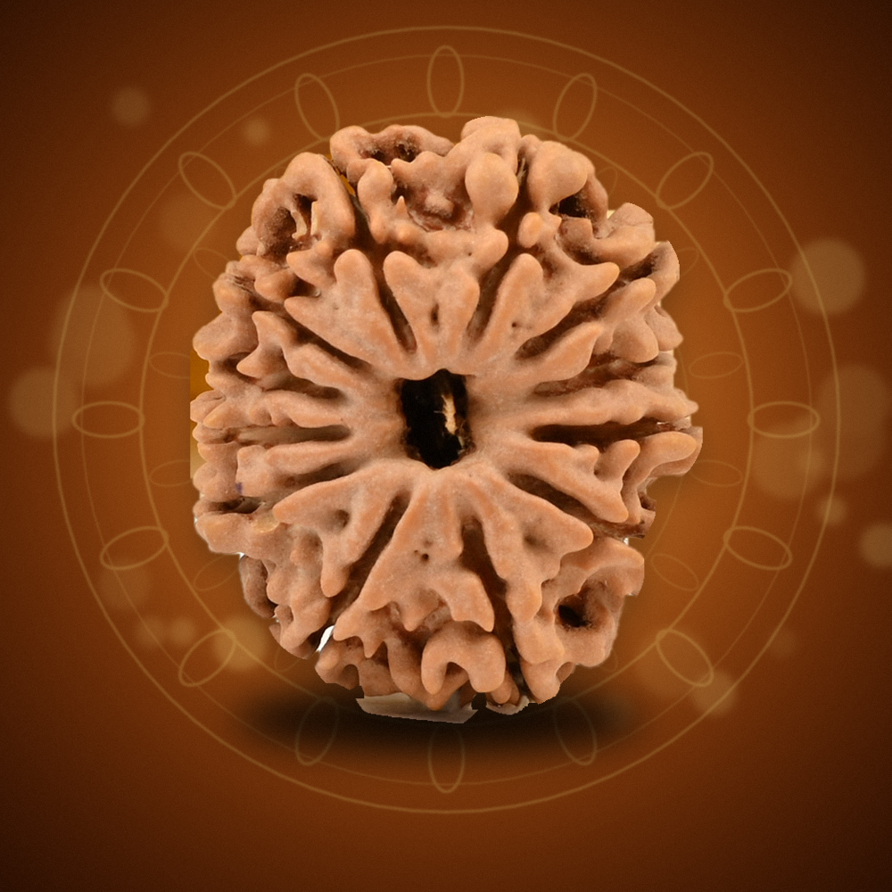 12 Mukhi Nepal