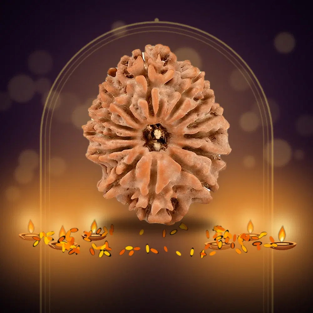 13 Mukhi Nepal Rudraksha Small 21mm