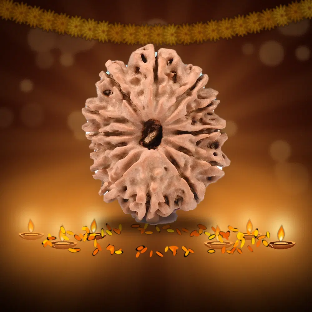 13 Mukhi Nepal Rudraksha Small 22mm