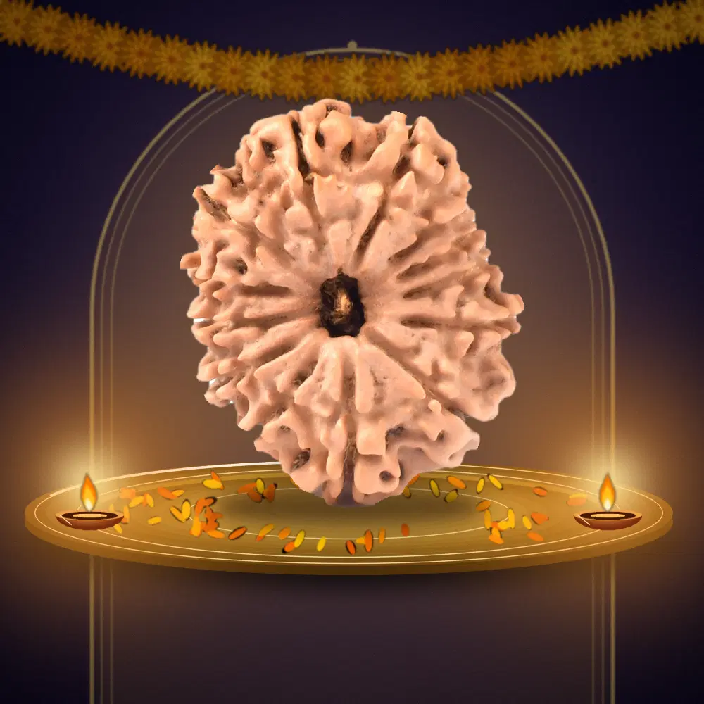 13 Mukhi Nepal Rudraksha Regular 23mm