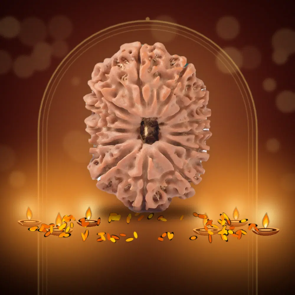 13 Mukhi Nepal Rudraksha Regular 24mm