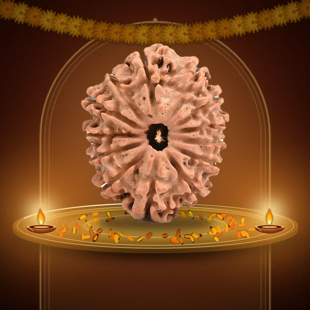 13 Mukhi Nepal Rudraksha Regular 25mm