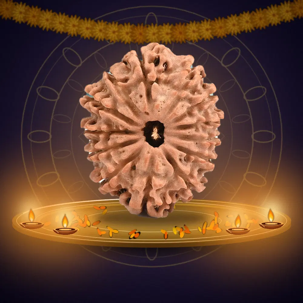 13 Mukhi Nepal Rudraksha Large 26mm