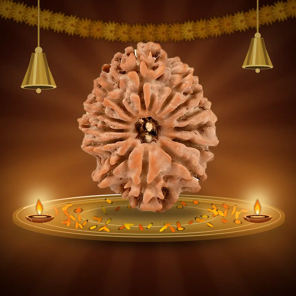 13 Mukhi Nepal Rudraksha Large 27mm
