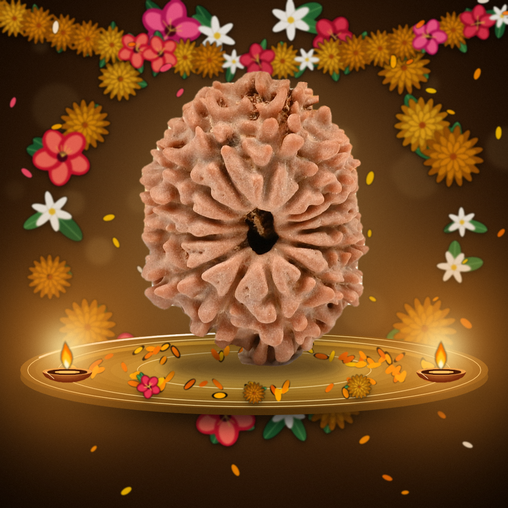 14 Mukhi Nepal Rudraksha Regular 25mm