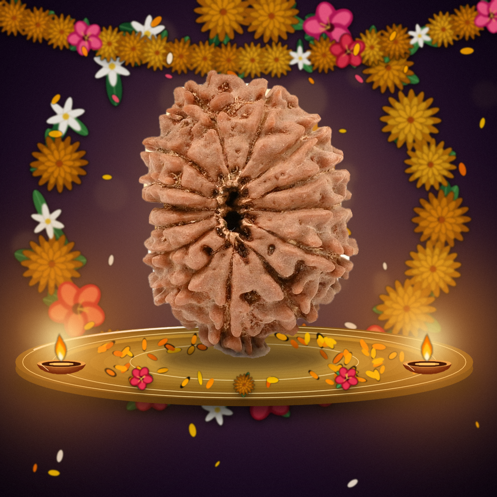14 Mukhi Nepal Rudraksha Large 26mm
