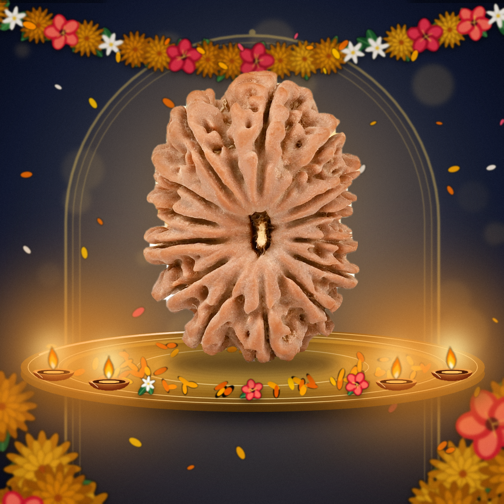 14 Mukhi Nepal Rudraksha Large 27mm