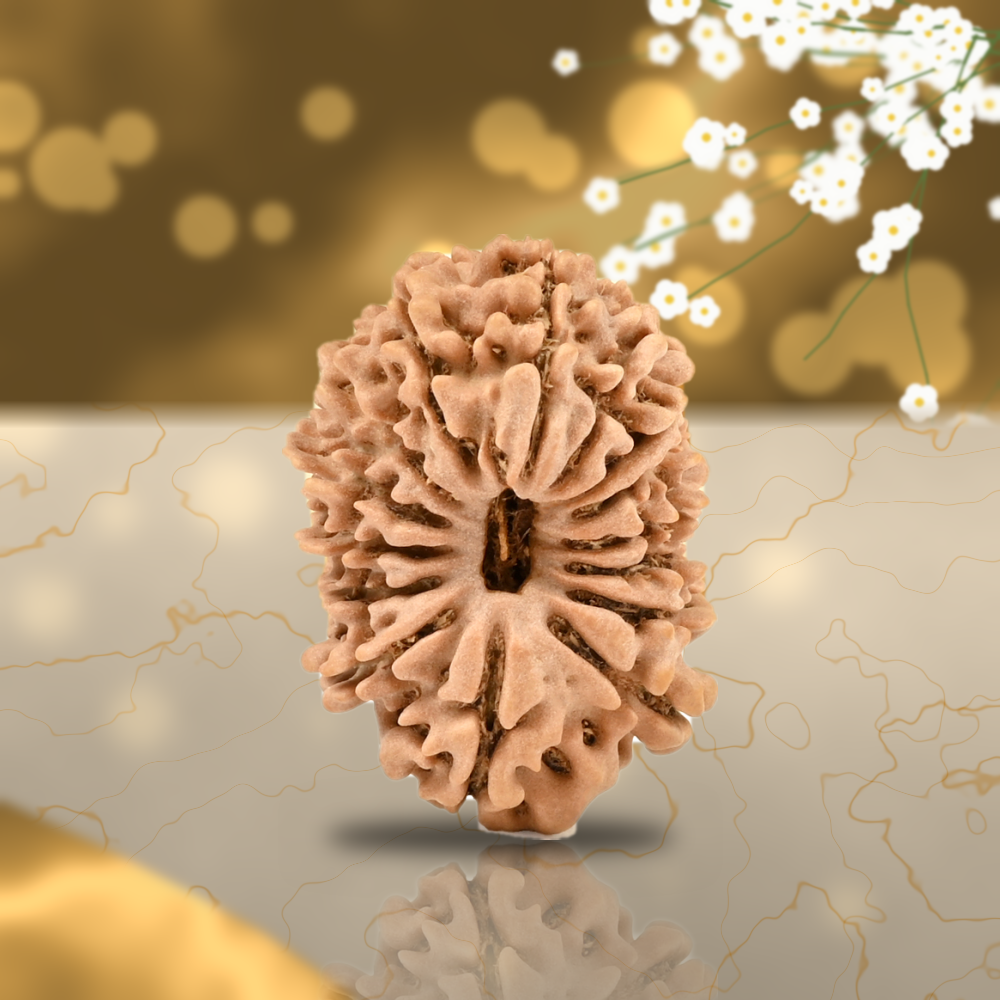 15 Mukhi Nepal Rudraksha Small 19mm