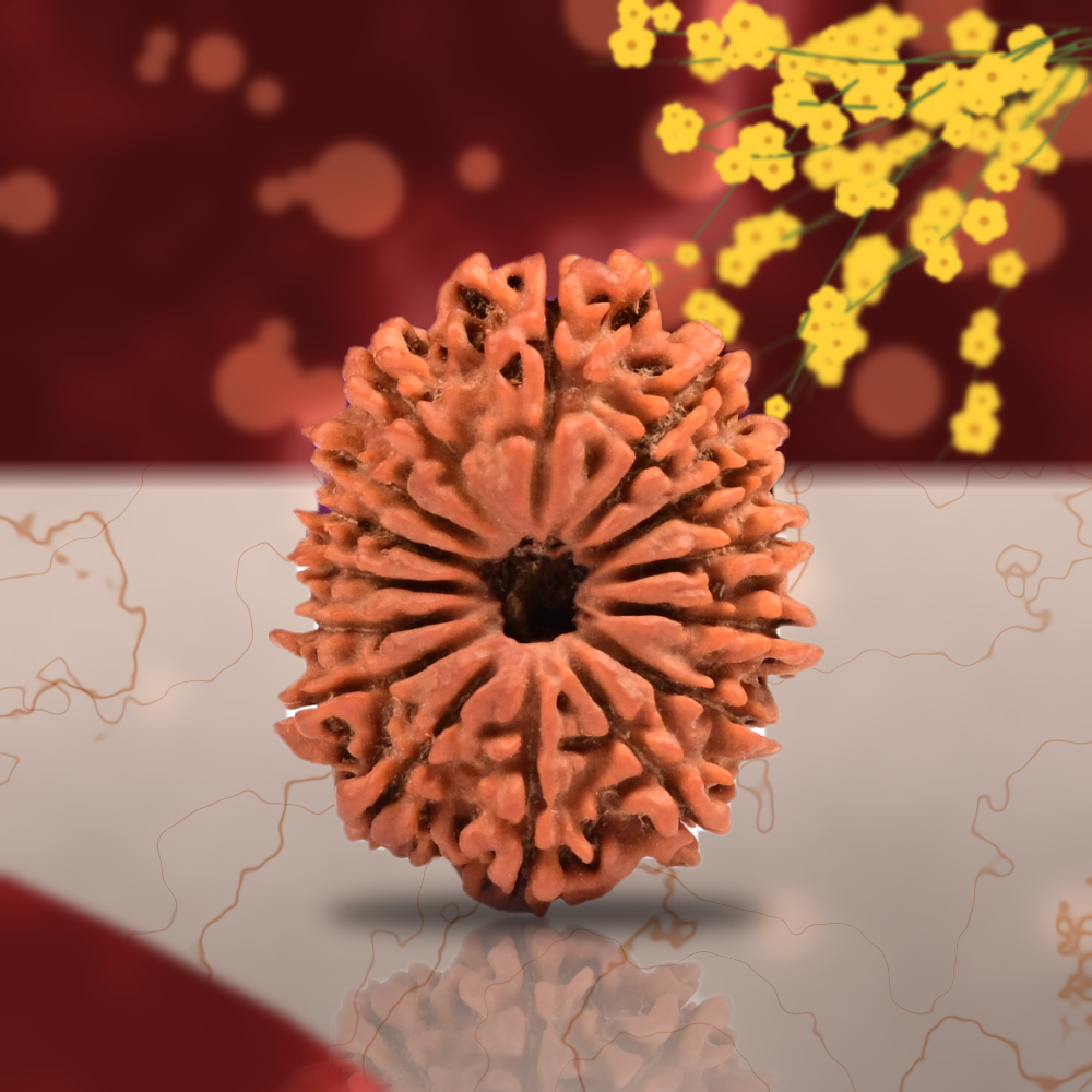 15 Mukhi Nepal Rudraksha Regular 24mm