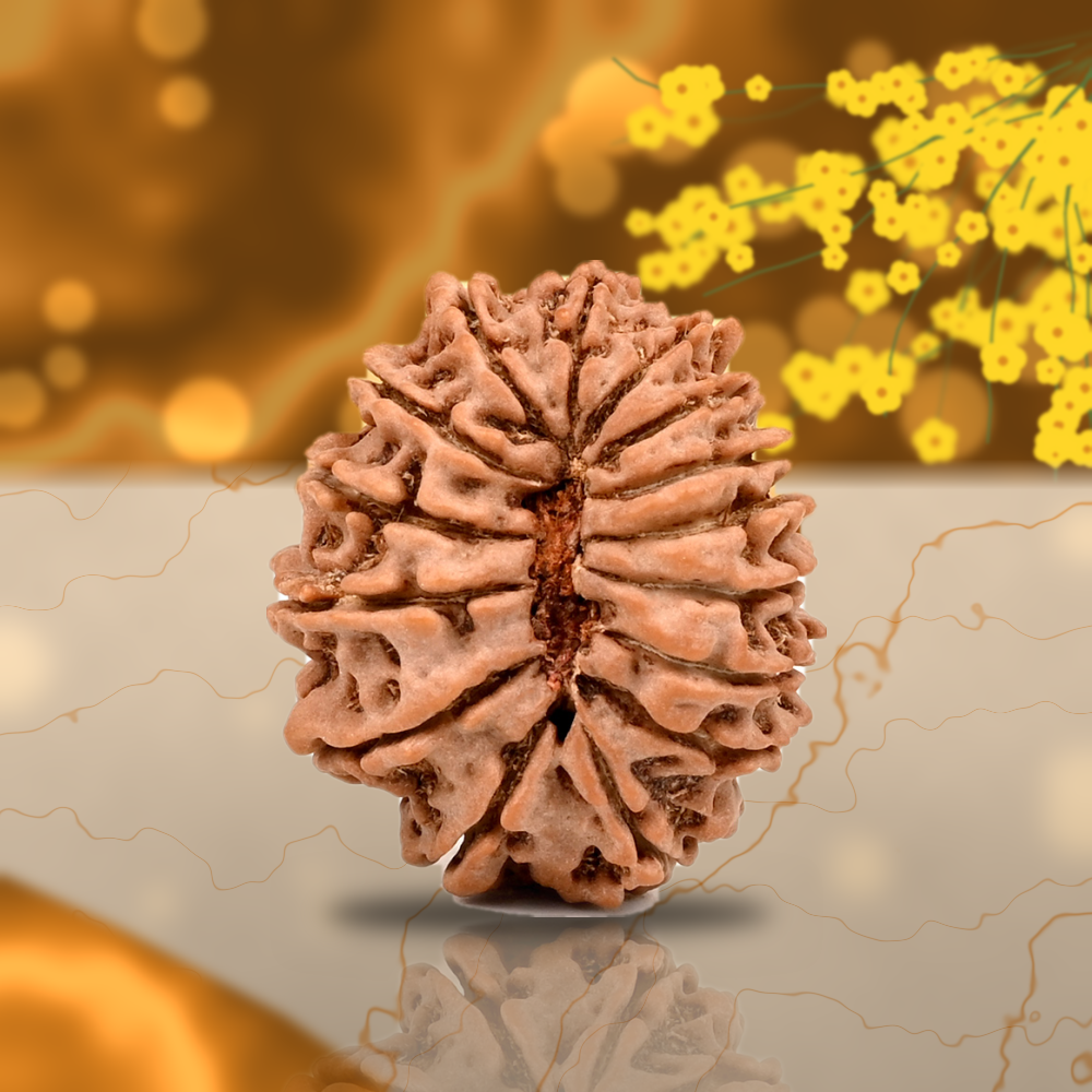 15 Mukhi Nepal Rudraksha Large 27mm