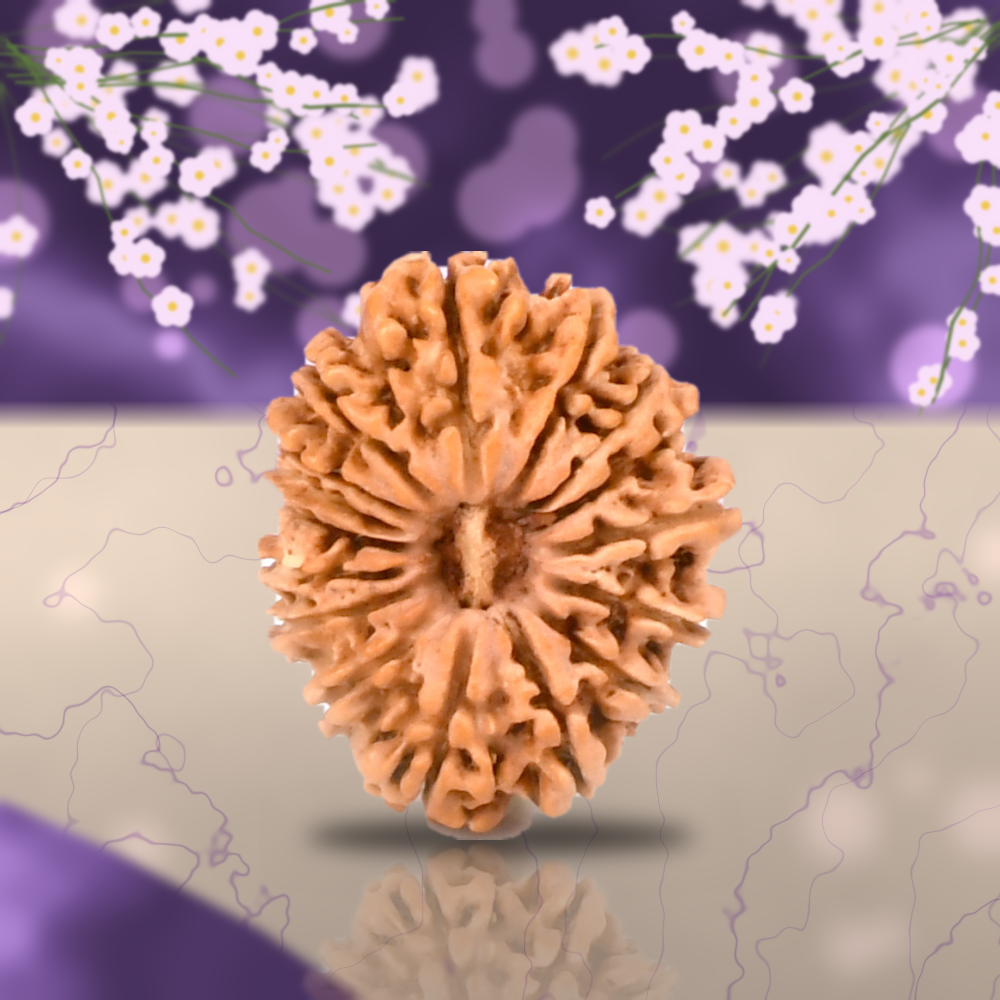16 Mukhi Nepal