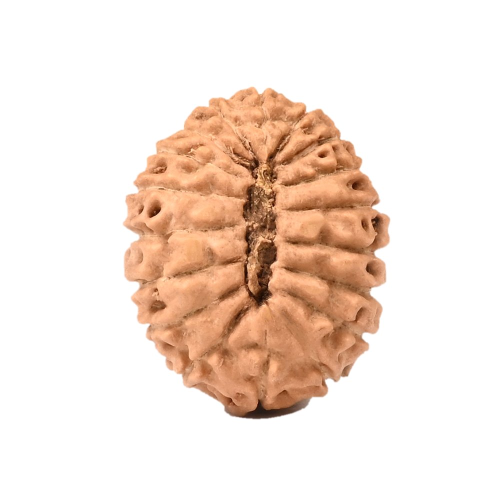18 Mukhi Java